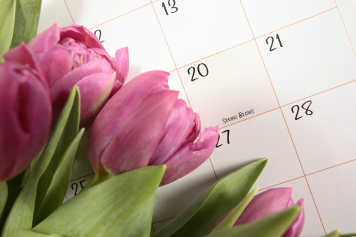 First day of spring on calendar with tulips.