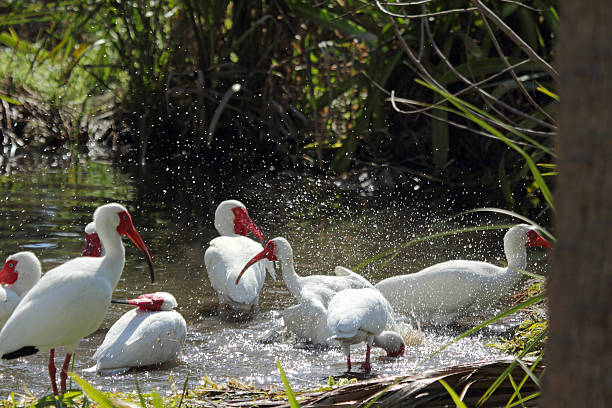 istock White ibis splashing and bathing in a pond in Florida. 471134160