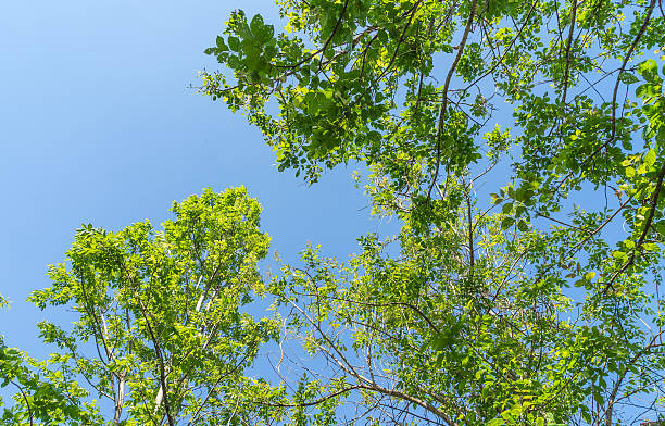 istock Green leaves against the sky 471134440