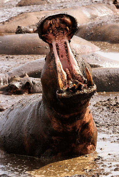 hipopótamo bocejar - hippopotamus animal teeth large dirty - fotografias e filmes do acervo