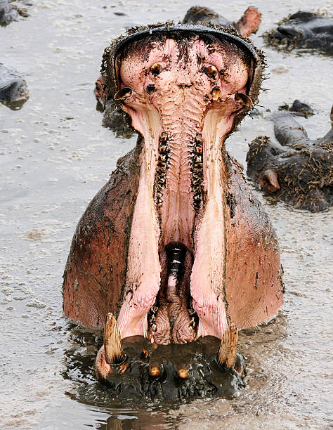 bocejo hipona - hippopotamus animal teeth large dirty imagens e fotografias de stock