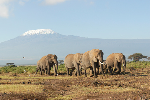 Las Nieves de Kilimanjaro photo