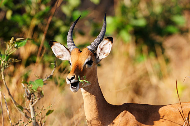 istock Impala in the African Bush 471134869