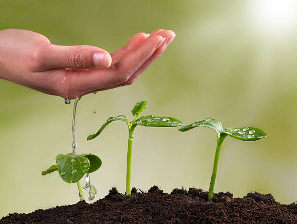 istock Woman hand watering young plants 471135076