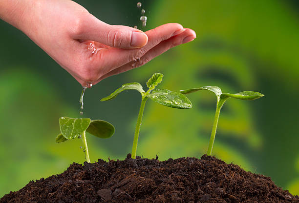 istock Woman hand watering young plants 471135078