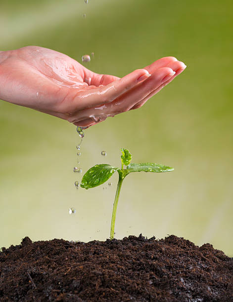 istock Woman hand watering young plant 471135080