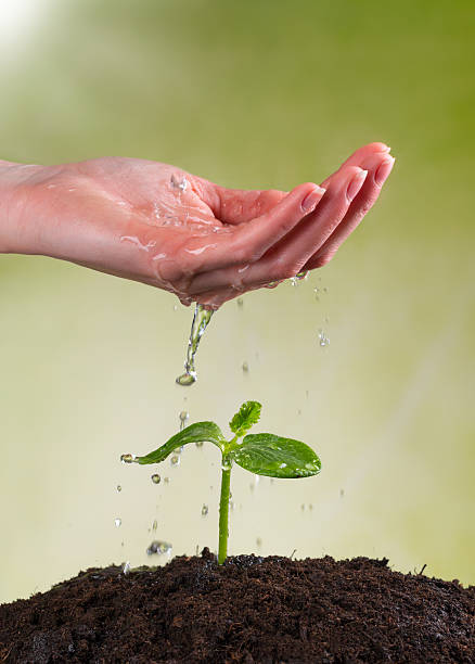 istock Woman hand watering young plant 471135082