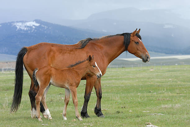 istock Horse and Baby Looking 471135463