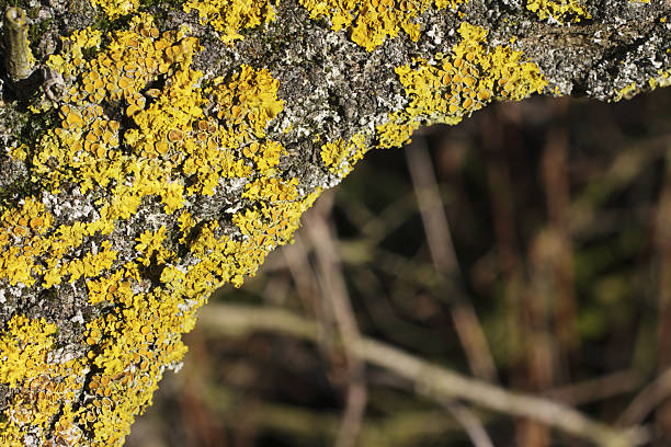 Many of the trees on Mitcham Common (just outside London) are encrusted with this common yellow lichen. Lichens represent a symbiotic relationship between a fungus and an alga, and their presence indicates non-polluted air. Includes an out-of-focus area for overlaying text.