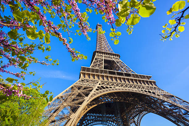 Famous Eiffel Tower with spring tree in Paris, France