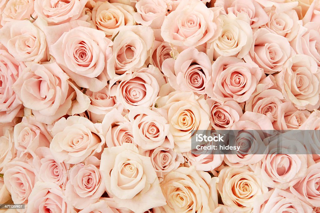 Pink Rose Beauty Background of pink roses Rose - Flower Stock Photo