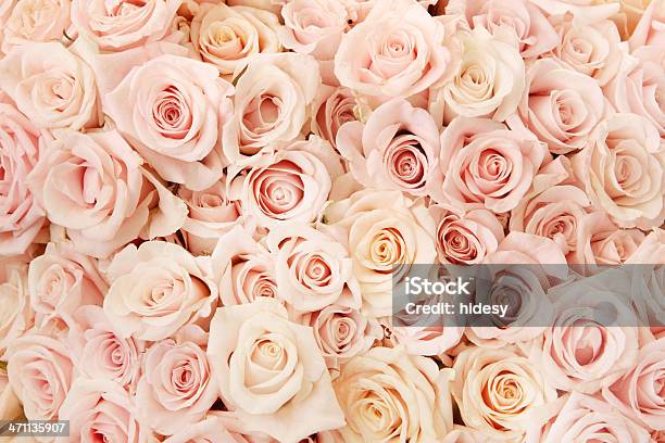 Pink Rose Beauty Stock Photo - Download Image Now - Rose - Flower, Pink Color, Cut Out