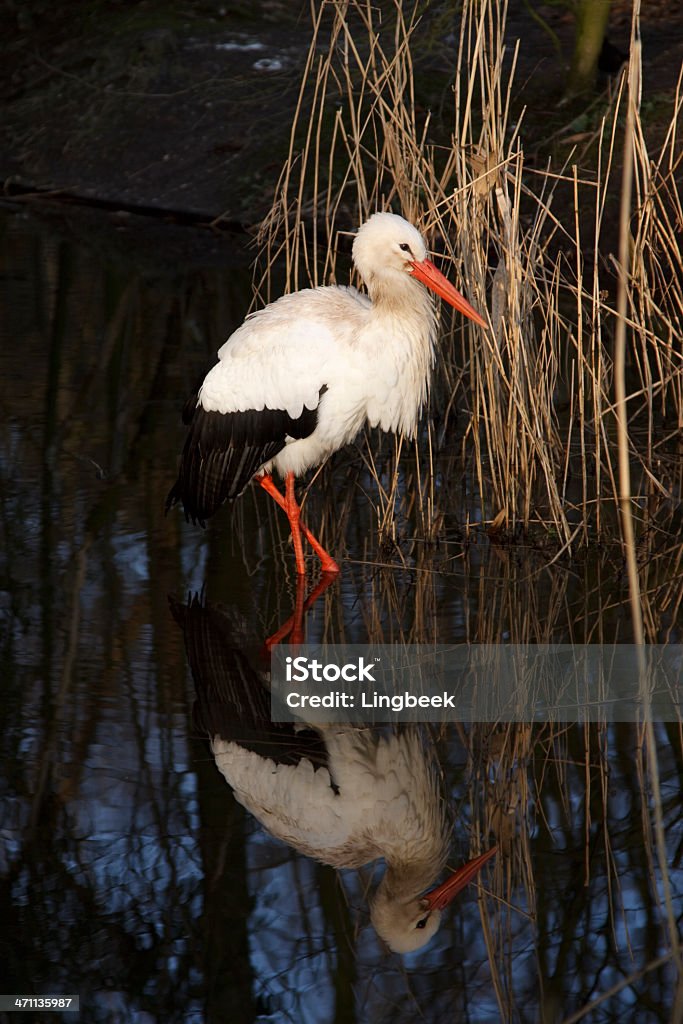 Storch in Wasser - Lizenzfrei Dunkel Stock-Foto