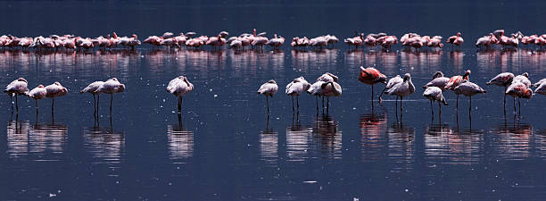 istock Flamingos on Lake Nakuru 471136277