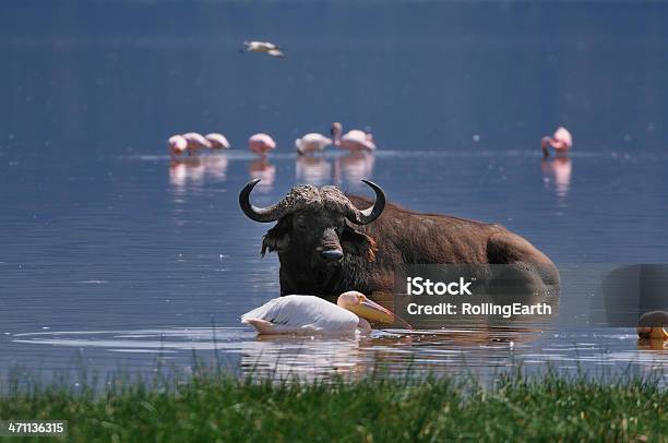 홍학 버팔로 On 레이브 나쿠루 국립 야생동물 보호구역에 대한 스톡 사진 및 기타 이미지 - 국립 야생동물 보호구역, 국립공원, 군집 동물