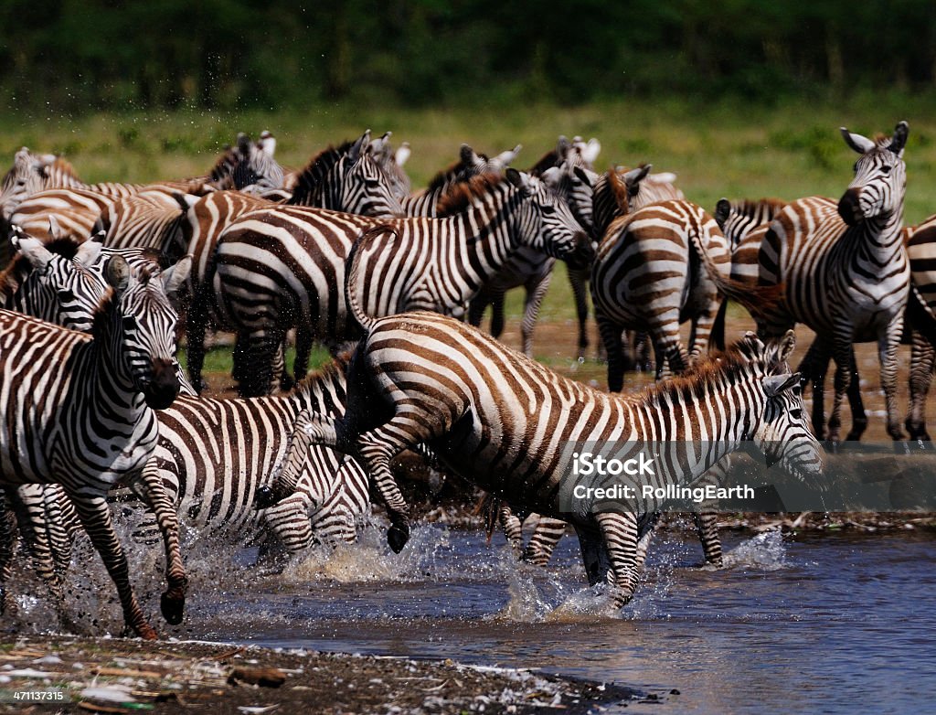 Zebras In Lake Nakuru Stock Photo - Download Image Now - Africa, Animal, Animals In The Wild - iStock Zebras In Lake Nakuru Stock Photo - Download Image Now - Africa, Animal, Animals In The Wild - iStock