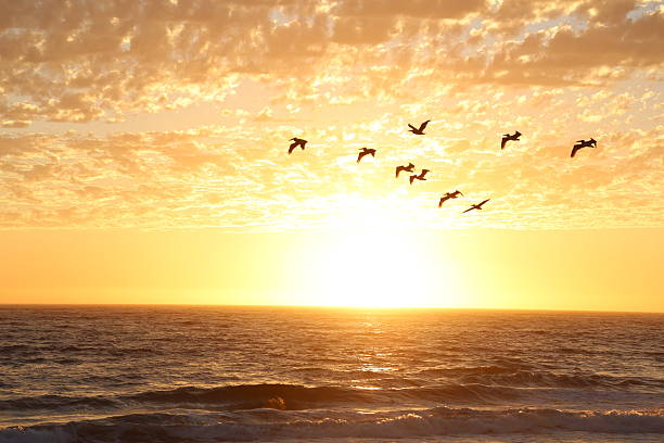 istock Sunset at Malibu Beach with seagulls flying 471138240