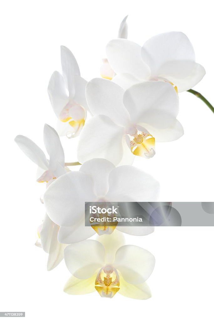 Bela Orquídea branca - Royalty-free Orquídea - Flor tropical Foto de stock