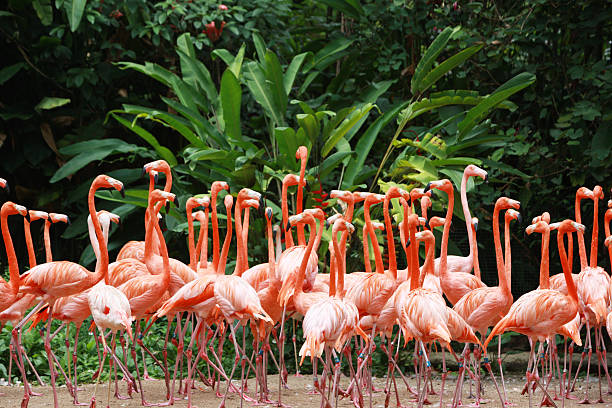 Beautiful flamingos, canon 1Ds mark III