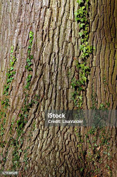 樹皮 - つる性植物のストックフォトや画像を多数ご用意 - つる性植物, オークの木, ツタ