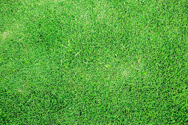 grass stock photo