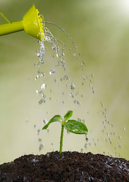 istock Watering can watering young plants 471138852