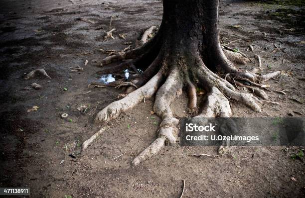 Foto de A Árvore e mais fotos de stock de Antigo - Antigo, Bosque - Floresta, Botânica - Assunto