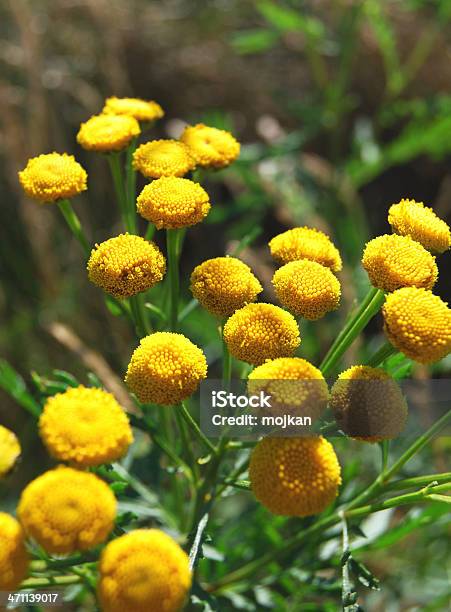 Tanaceto - Fotografias de stock e mais imagens de Tanaceto - Tanaceto, Amarelo, Ao Ar Livre