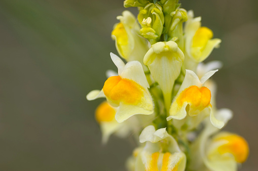 Macro close-up of Linaria vulgaris, also known as common toadflax. Shot in the dunes on the isle of Texel, North Holland, Netherlands.