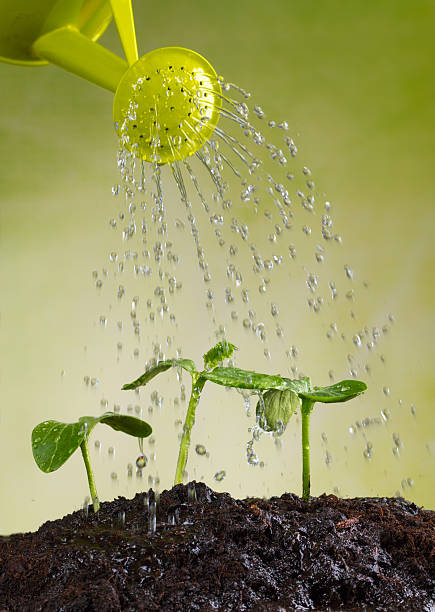 Watering can watering young plants
