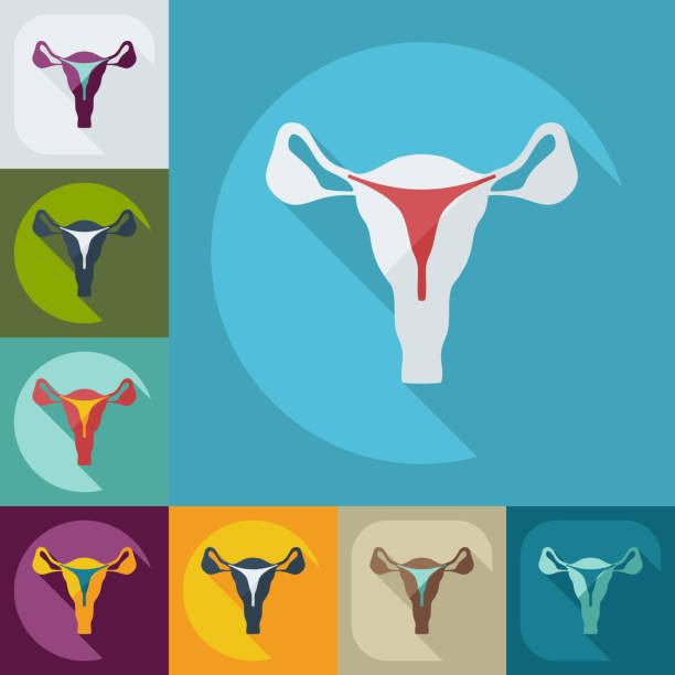 Flat modern design with shadow icons uterus vector art illustration