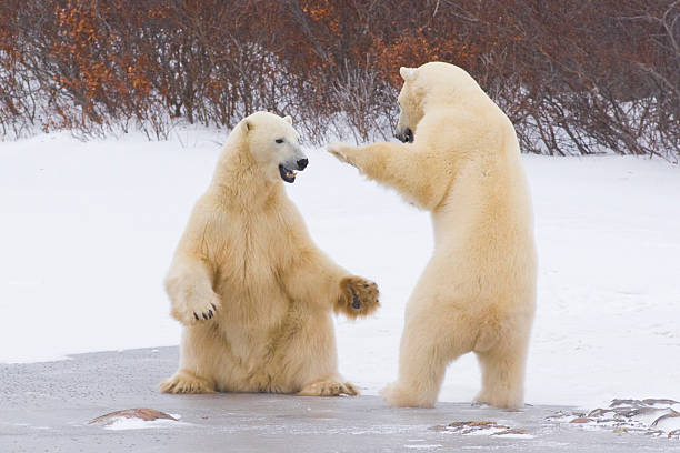 Polar bears interacting. Two male polar bears interacting while waiting for tundra to freeze. Churchill, Manitoba churchill manitoba stock pictures, royalty-free photos & images