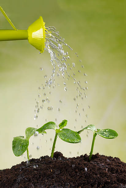 istock Watering can watering young plants 471139582