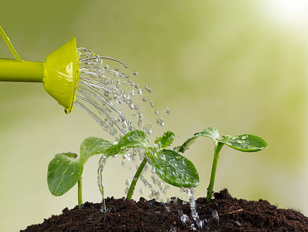 istock Watering can watering young plants 471139784