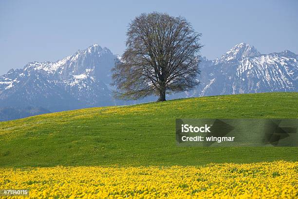 Баварские Весна Луг — стоковые фотографии и другие картинки Альгой - Альгой, Амбар, Апрель