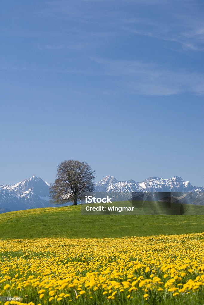 Bávaro meadow-vertical, Alemania - Foto de stock de Abril libre de derechos