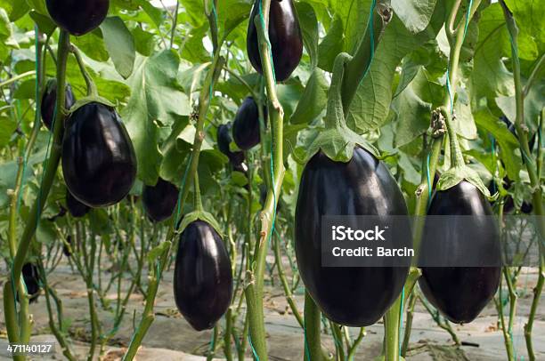 Eggplants - Fotografias de stock e mais imagens de Beringela - Beringela, Quinta, Estufa - Estrutura Feita pelo Homem
