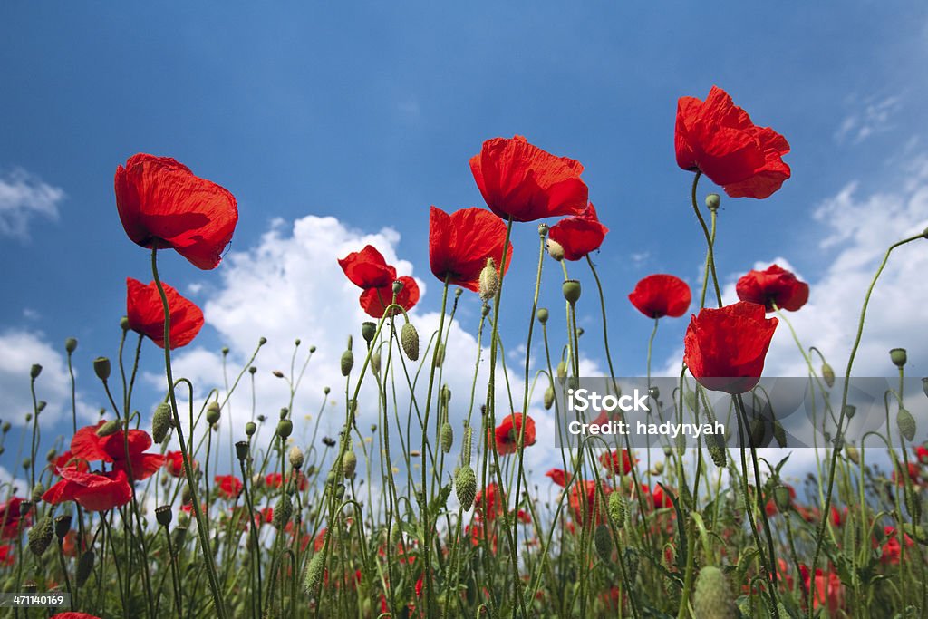 poppies rosso sul cielo blu - Foto stock royalty-free di Agricoltura
