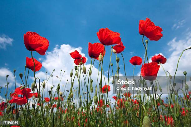 Poppies Rosso Sul Cielo Blu - Fotografie stock e altre immagini di Agricoltura - Agricoltura, Ambientazione esterna, Ambientazione tranquilla
