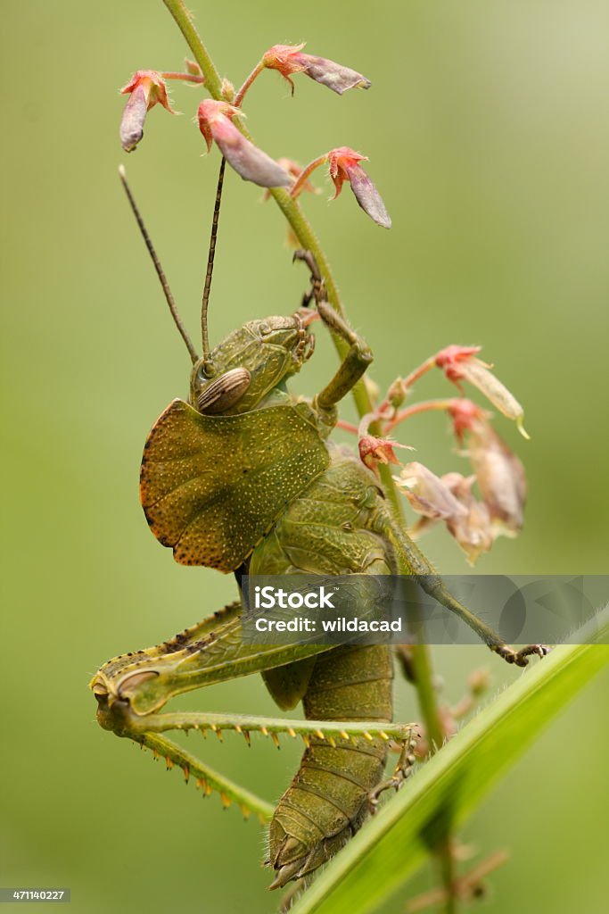 Saltamontes comer rosa flor - Foto de stock de Alimentar libre de derechos