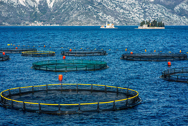 istock Fishing farm in Kotor bay 471140254