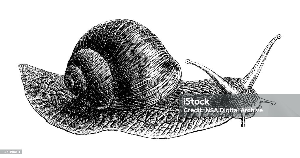 Ślimak - Zbiór ilustracji royalty-free (Ślimak - Gastropoda)