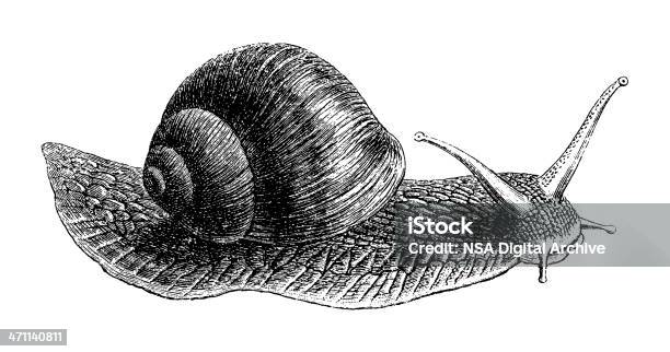 Ślimak - Stockowe grafiki wektorowe i więcej obrazów Ślimak - Gastropoda - Ślimak - Gastropoda, Grawerunek, Sztych
