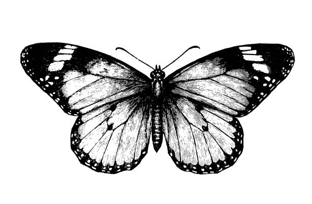 butterfly - - victorian style engraving engraved image white stock-grafiken, -clipart, -cartoons und -symbole