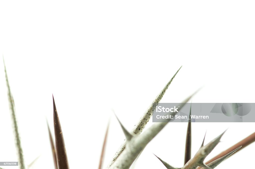 Épines-Pain - Photo de Buisson d'épines libre de droits
