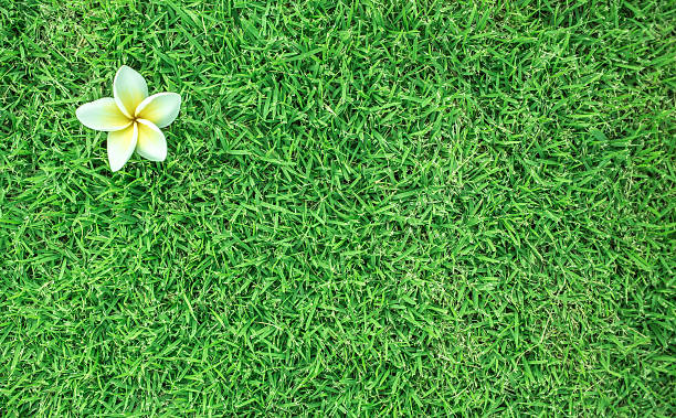 Plumeria bouquet with space stock photo