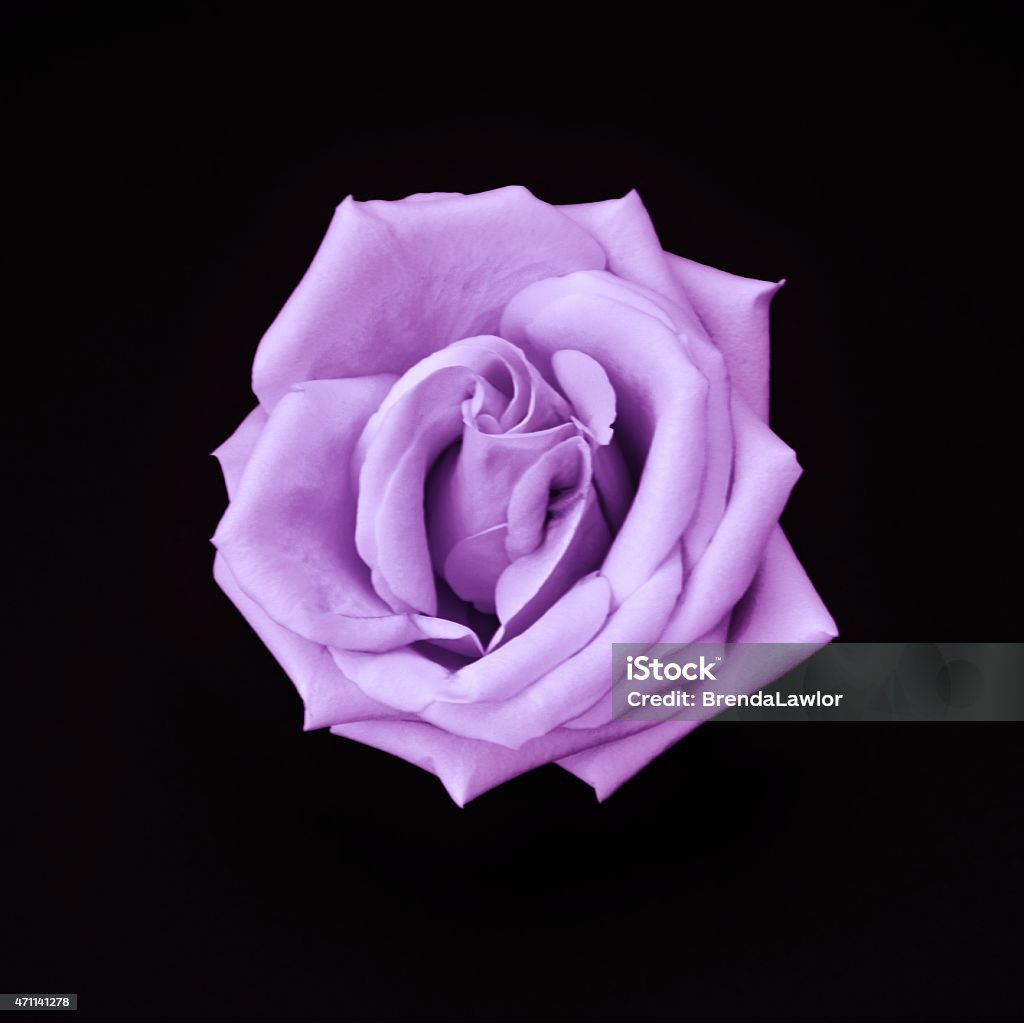 Simply Lavender Rose A single lavender colored Rose blossom photographed at close proximity on a black background and squarely composed. Purple Stock Photo