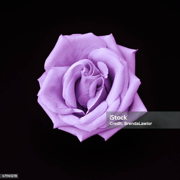 Simply Lavender Rose Stock Photo - Download Image Now - Purple, Rose - Flower, Black Background