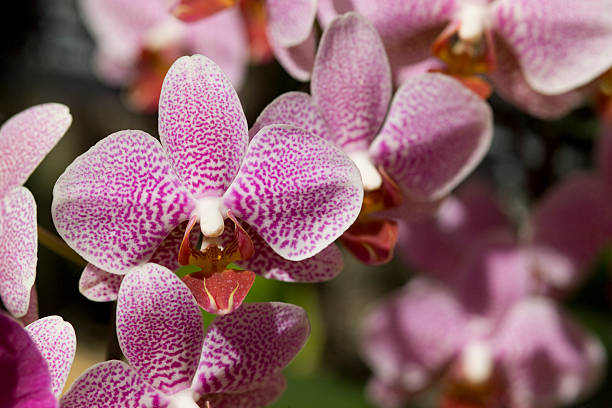 istock Sunlit close-up stem of orchids 471141513