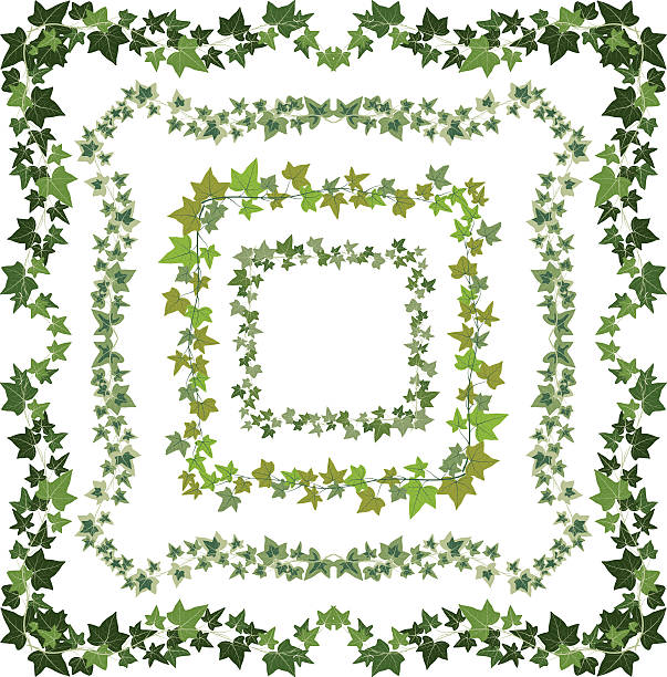 плющ оправе - ivy vine leaf frame stock illustrations